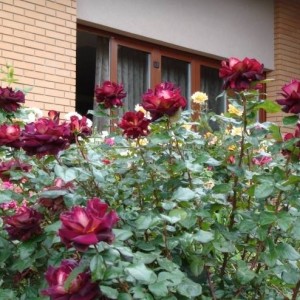 Роза Эдди Митчел