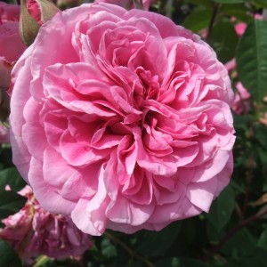 Роза Гертруда Джекилл