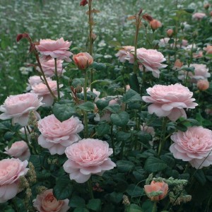 Роза Куин оф Свиден