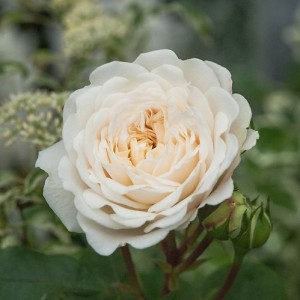 Роза Транквилити