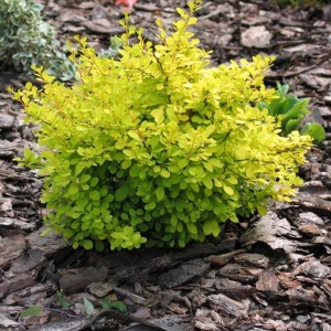 Барбарис Тунберга "Ауреа"