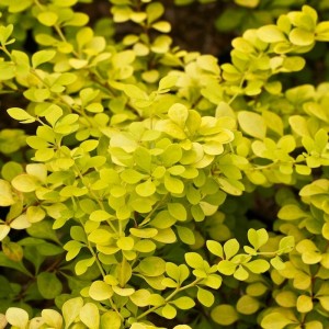 Барбарис Тунберга "Ауреа"