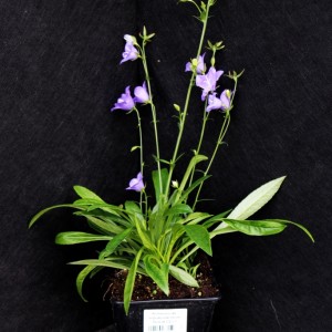 Колокольчик персиколистный