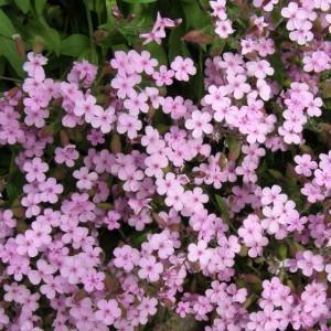 Мыльнянка базиликолистная