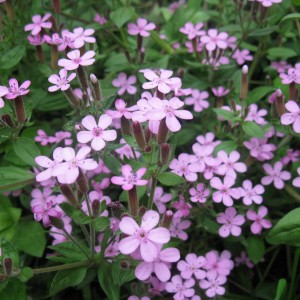 Мыльнянка базиликолистная