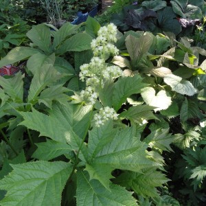 Роджерсия конскокаштанолистная