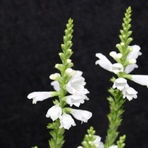 физостегия виргинская