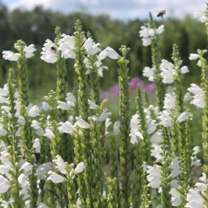 физостегия виргинская