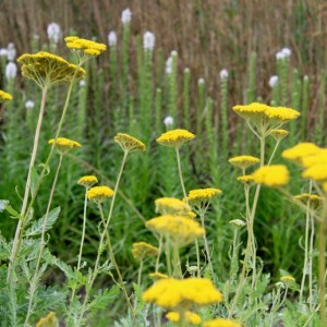 Тысячелистник таволговый