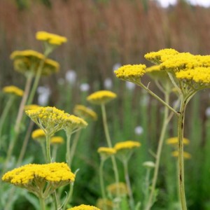 Тысячелистник таволговый