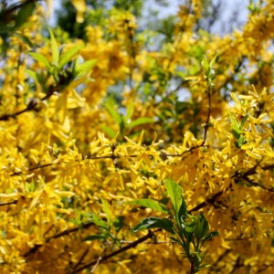 Форзиция промежуточная