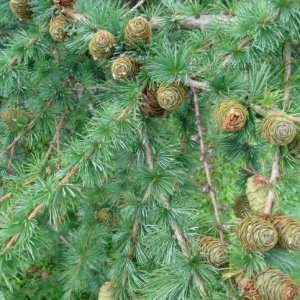 Лиственница сибирская