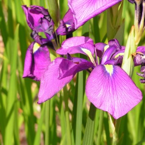 Ирис мечевидный