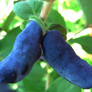 Жимолость "Бокчарский великан"