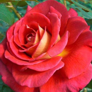 Роза "Копакабана" (чайно-гибрид, красная,махровая) С7