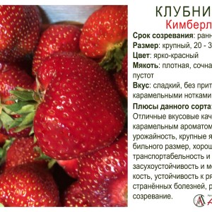 Земляника садовая "Кимберли"