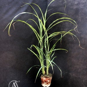 Мискантус китайский