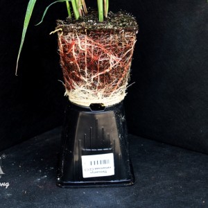 Мискантус китайский