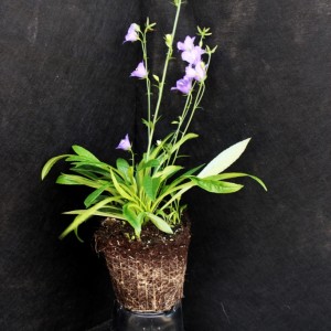 Колокольчик персиколистный голубой