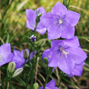 Колокольчик персиколистный голубой