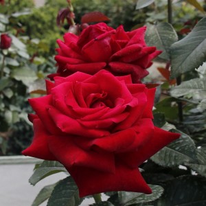 Роза Родос