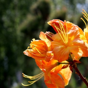 Рододендрон листопадный "Клондайк"