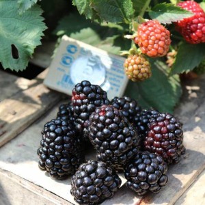 Ежевика Трипл Краун