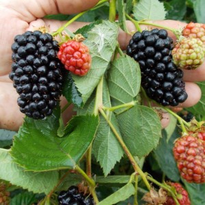 Ежевика Трипл Краун