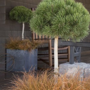 Сосна крючковатая (карликовая) "Грюне Велле"