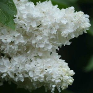 Сирень "Жанна Дарк"
