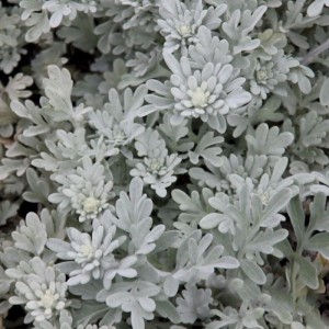 Полынь Стеллера