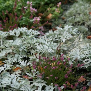 Полынь Стеллера