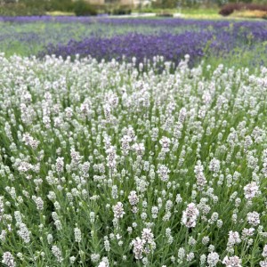 Лаванда узколистная "Вайт Сцент Компакт"