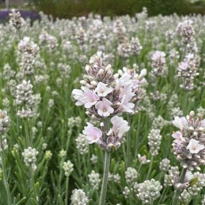 Лаванда узколистная "Вайт Сцент Компакт"