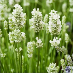 Лаванда узколистная "Вайт Сцент Компакт"