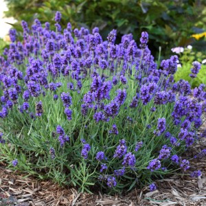 Лаванда узколистная "Авигнон Эрли Блу"