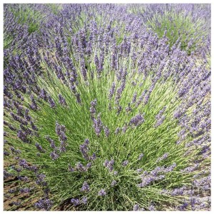 Лаванда узколистная "Гроссо"