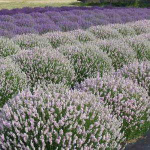 Лаванда узколистная "Розеа"