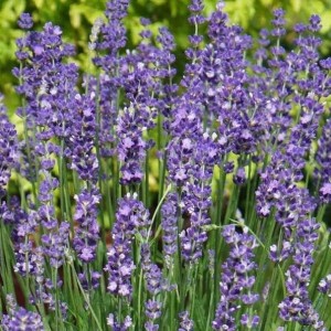 Лаванда узколистная Эллеганс
