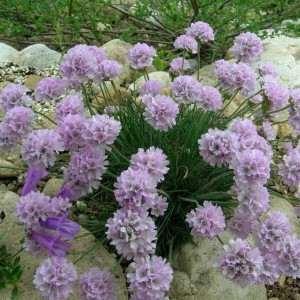 Армерия приморская «Армада Пинк»