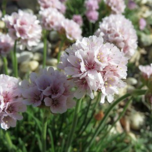 Армерия приморская «Армада Пинк»