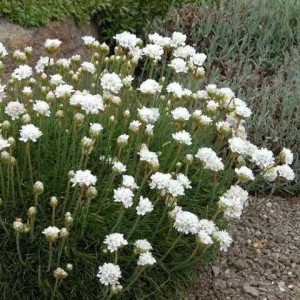 Армерия приморская "Монинг Стар Вайт"