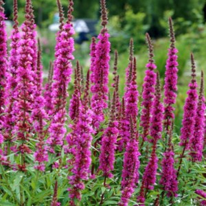 Дербенник иволистный "Роузи Джем"