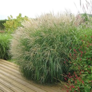 Мискантус китайский "Адажио"