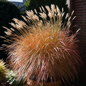 Мискантус китайский "Адажио"