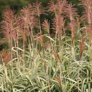 Мискантус китайский "Вариегата"