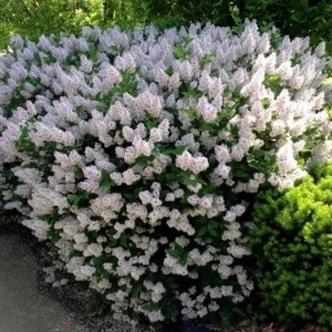 Сирень раскидистая "Мисс Ким"