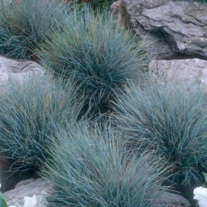 Овсяница сизая "Синичка"