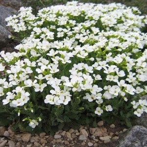 Арабис кавказский "Литтл Треже Вайт"