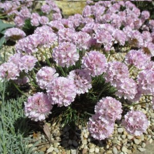 Армерия приморская "Армада Пинк"